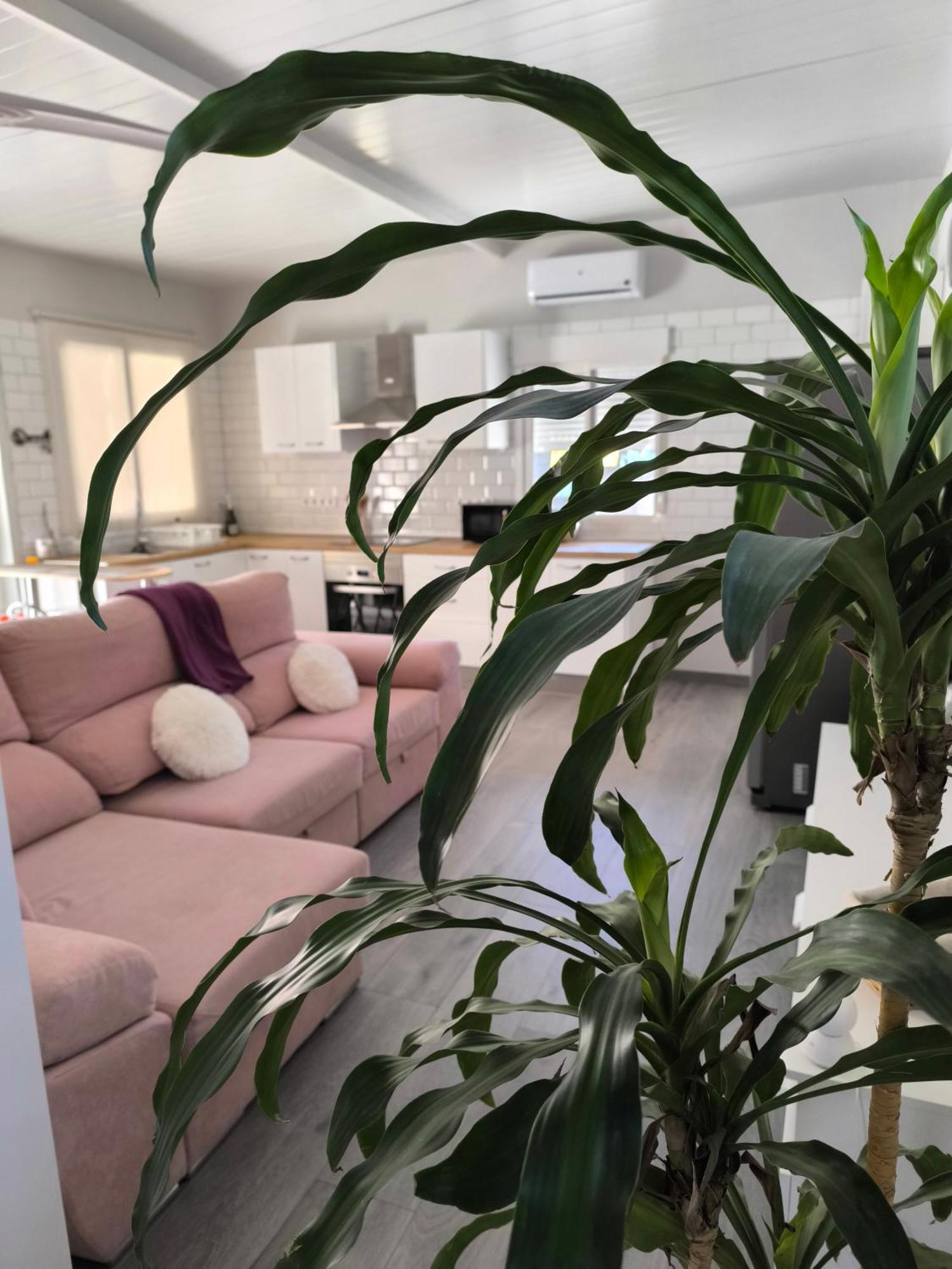 El Palmeral Apartment *